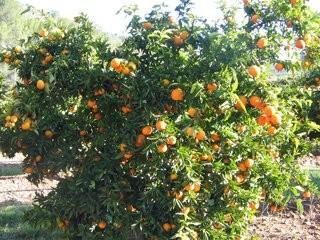 Proveedores de naranjas. Marisol, Oronules, Clemenules y Hernandina